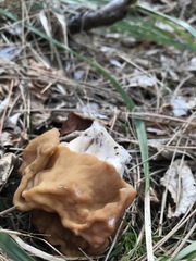 Gyromitra korfii
