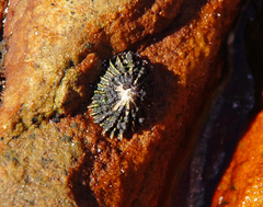 Siphonaria concinna image