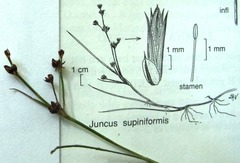 Juncus supiniformis