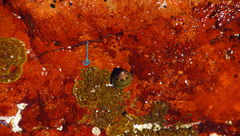 Sonderophycus capensis