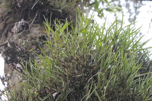 Scaphyglottis fasciculata, photograph 5