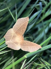 Tetracis cervinaria