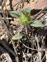 Acanthomintha lanceolata