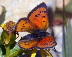Lycaena cupreus