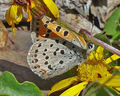 Lycaena cupreus