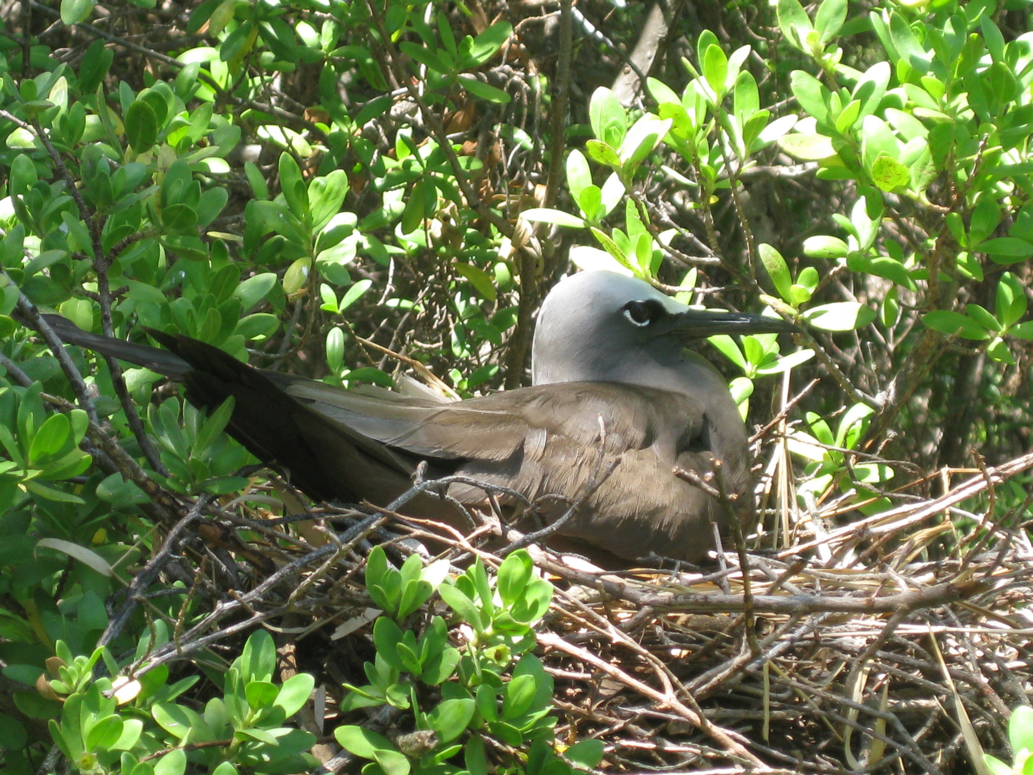 Brown Noddy