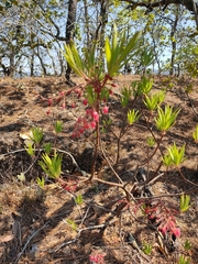 Comarostaphylis