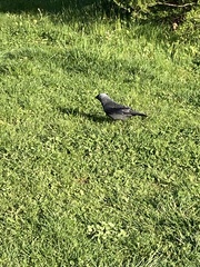 Corvus monedula