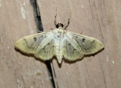 Herpetogramma fluctuosalis