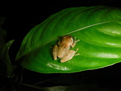 Diasporus