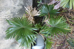 Livistona chinensis