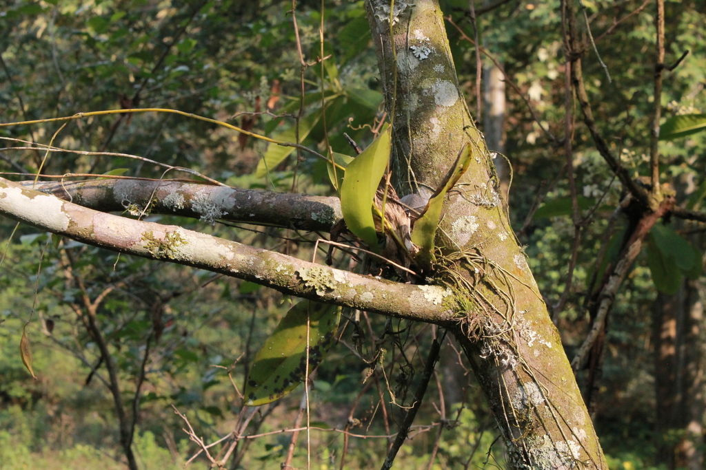 Leochilus carinatus