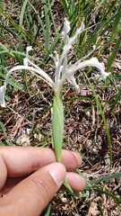 Iris tenuissima