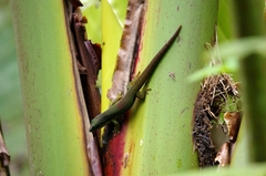 Phelsuma lineata