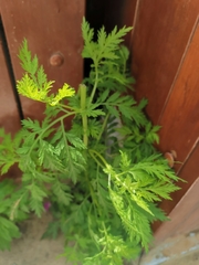 Artemisia annua