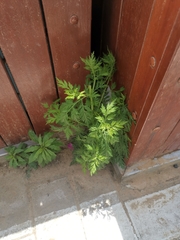 Artemisia annua