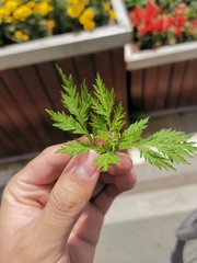 Artemisia annua
