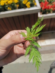 Artemisia annua