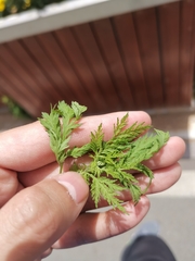 Artemisia annua