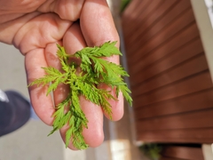 Artemisia annua
