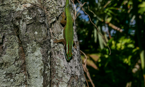 Manapany day gecko, Phelsuma inexpectata