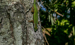 Phelsuma inexpectata