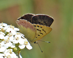 Tharsalea nivalis