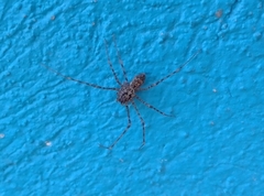 Scytodes
