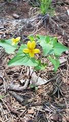 Viola lobata integrifolia