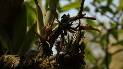 Comparettia falcata