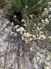 Gypsophila struthium