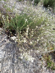 Gypsophila struthium