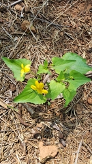 Viola lobata integrifolia