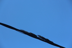 Callosciurus notatus