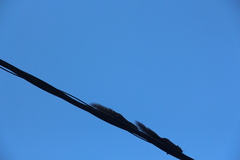 Callosciurus notatus