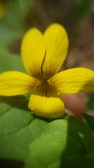 Viola lobata integrifolia