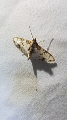 Azochis rufidiscalis