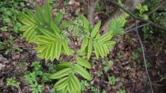 Sorbus aucuparia