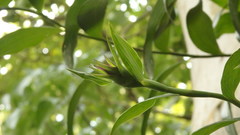 Elleanthus capitatus