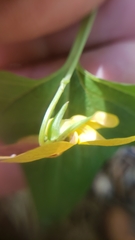 Viola lobata integrifolia