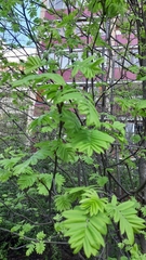 Sorbus aucuparia