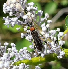 Callimoxys fuscipennis