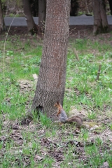 Sciurus vulgaris