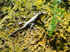 Sceloporus grammicus