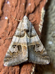Drasteria ingeniculata
