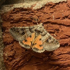 Drasteria ingeniculata