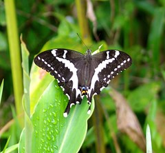 Papilio delalandei