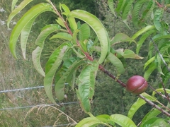 Prunus persica nucipersica