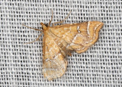 Musotima ochropteralis