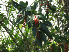 Citharexylum montevidense